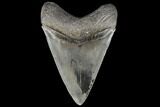 Serrated, Fossil Megalodon Tooth - Very Symmetrical #86275-2